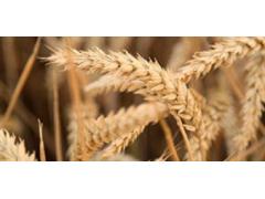 Фото 1 Крахмал пшеничный, г.Малоархангельское 2023